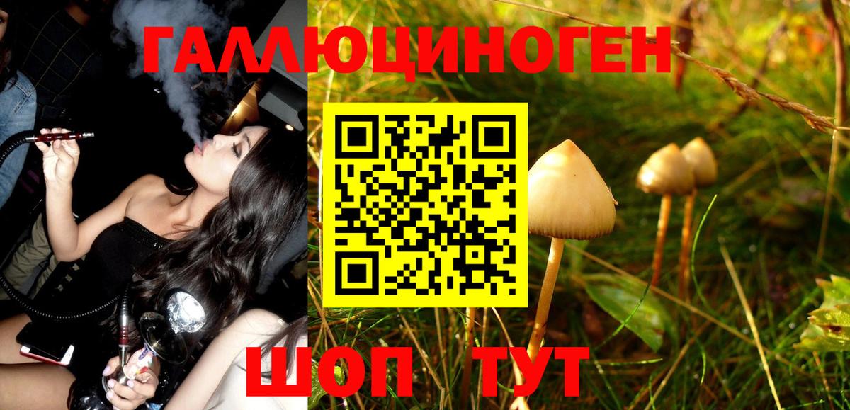 Псилоцибиновые грибы Psilocybe Уварово